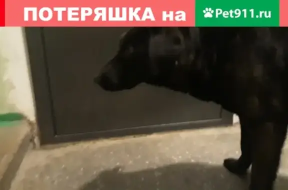 Найдена собака в Сургуте, звоните!
