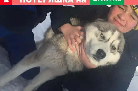 Пропала собака породы Хаска в Азнакаево