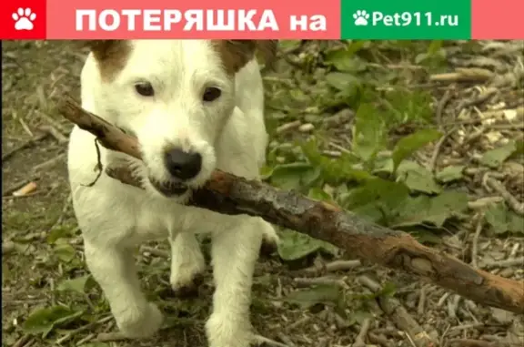 Пропала собака в Южно-Сахалинске, вознаграждение