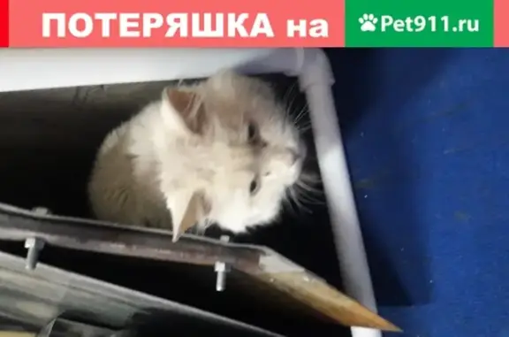 Найдена кошка на ул. Толбухина в Москве