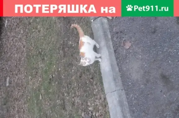 Бело-рыжая кошечка ищет дом в Калининграде