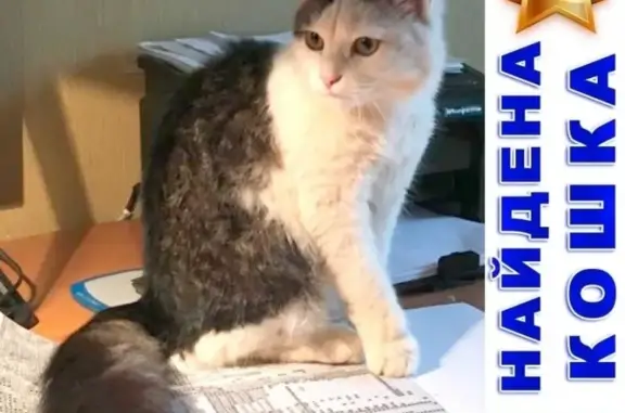 Найдена ласковая кошка в Балашихе на Носовихинском шоссе