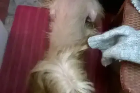 Найдена собака, Новосибирск, фото: Найден китайский хохлатый кобель на ул. Степной