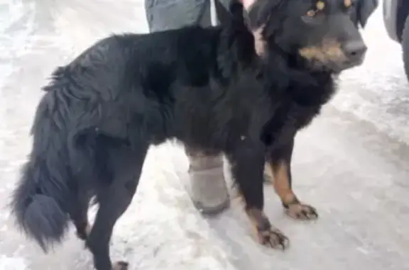 Найдена домашняя собака в Истринском районе, адрес - деревня Бабкино