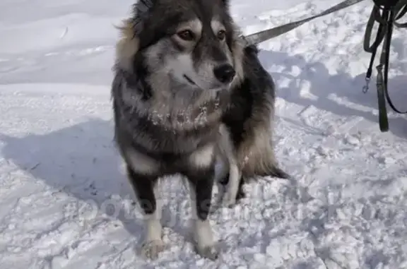Найдена собака на улице Есенина в Новосибирске