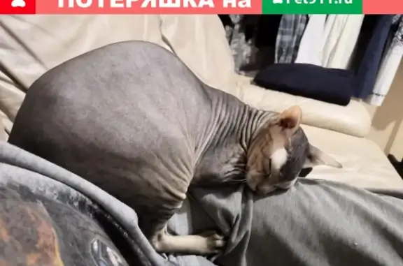 Потерянные животные Мирный, фото: Пропала кошка на Ленинградском 48