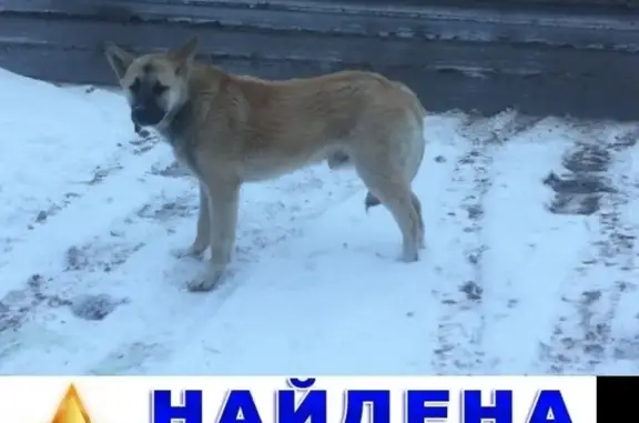 Найдена добрая собака в Тамбове