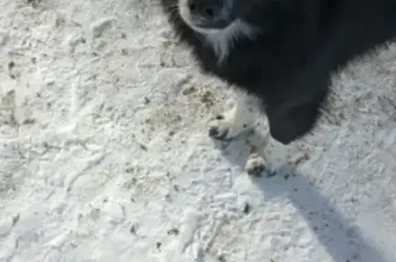 Найдена собака на Пролетарской, Кондопога