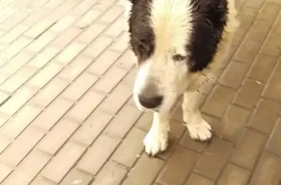 Найдена собака в Дагомысе, ищем хозяина
