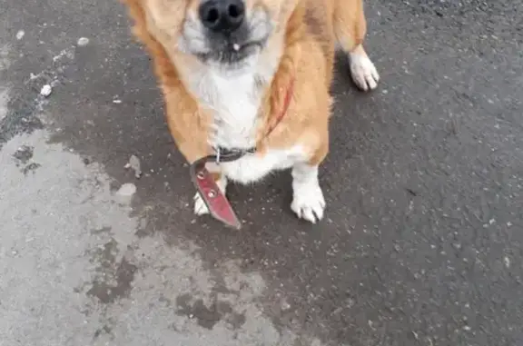 Собака найдена в Ессентуках на остановке 