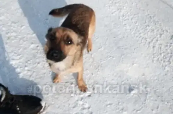Найдена собака в Новолуговом, ищем хозяев! #потеряшканск