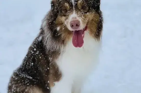 Собаки потеряшки, Нижний Новгород, фото: Потеряшка собака в Верхних Печерах, Нижний Новгород