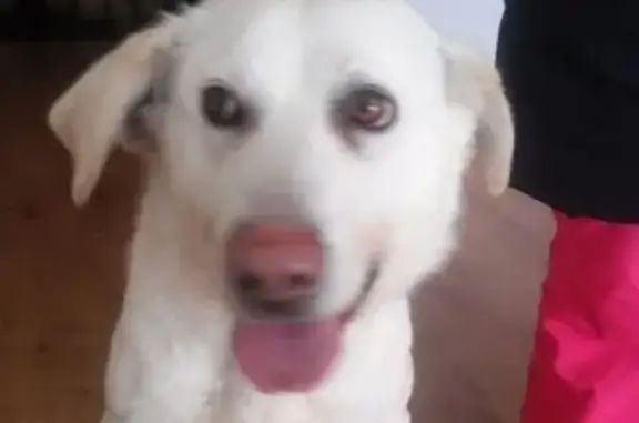 Найдена собака в деревне Колтуши, ищем хозяина