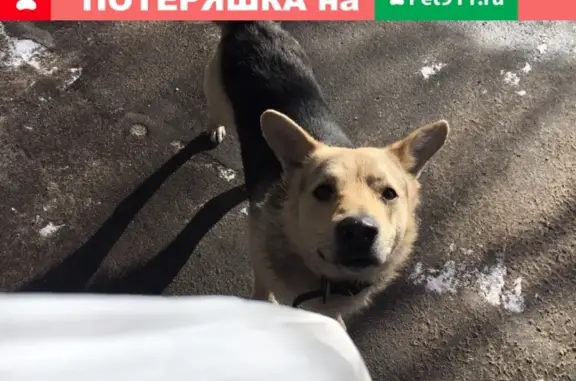 Найдена собака Питер в Сосновой Поляне