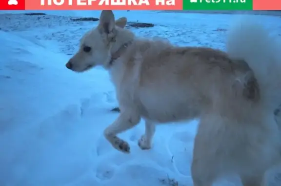 Найдена собака на набережной Варкауса, Петрозаводск