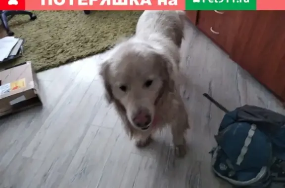 Найдена собака в Мариенбурге, без ошейника