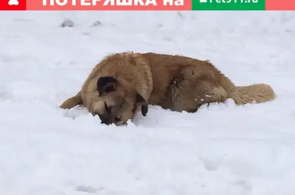 Собака найдена у м. Беляево: Профсоюзная ул. 85к1