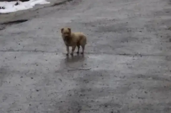 Найдена собака на улице Почтовой в Ставрополе