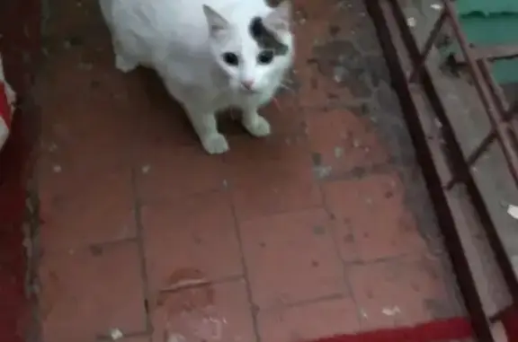 Найдена кошка в Калининском районе СПБ