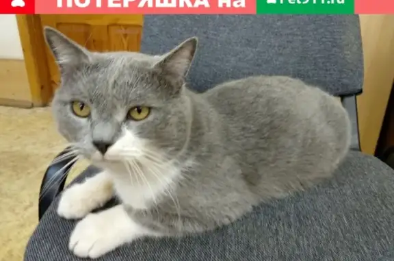 Найден домашний кот на ул. Ленина, Волгодонск