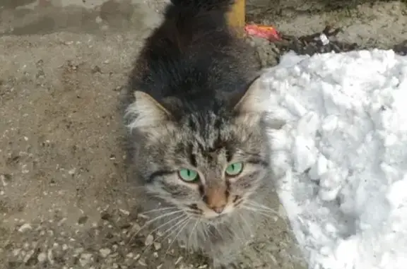 Найдена кошка, 6 дом Ново-Ямского пер.