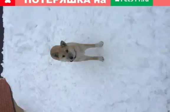 Пропала собака Лиса, микрорайон Олимпийская деревня, ул. Исинбаевой, 51