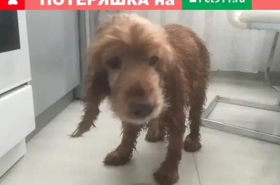 Найдена собака в поселке Ангарский Дзержинского района, Волгорад