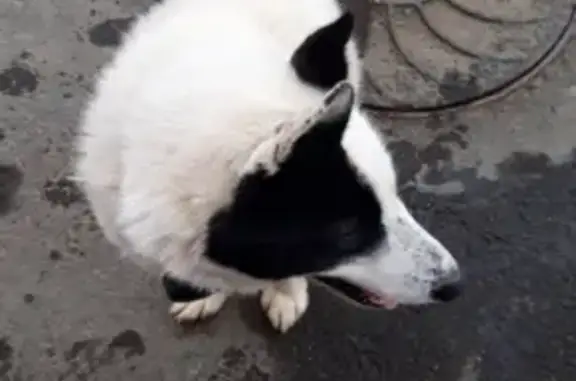 Найдена собака в районе Экодолья, Оренбург.