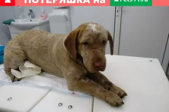Найдена сбитая собака в Челябинске
