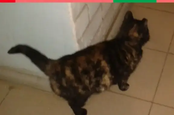 Найдена кошка по адресу Крымская 27 в Саратове