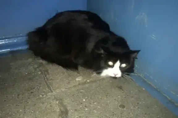 Найдена кошка на Чаплина