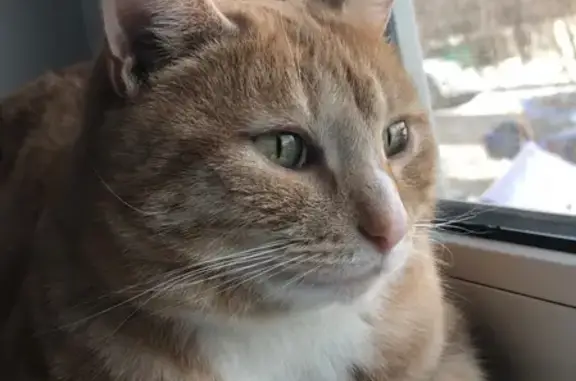 Найден кастрированный кот рыжего окраса недалеко от метро Багратионовская