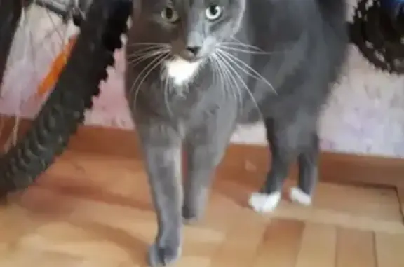 Найдена кошка на улице Черкасова, СПб