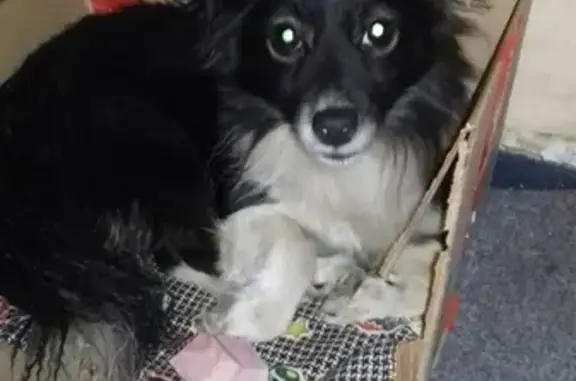 Найдена собака в Череповце
