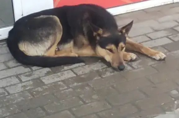 Найдена собака в Фокинском районе, подробности в личку