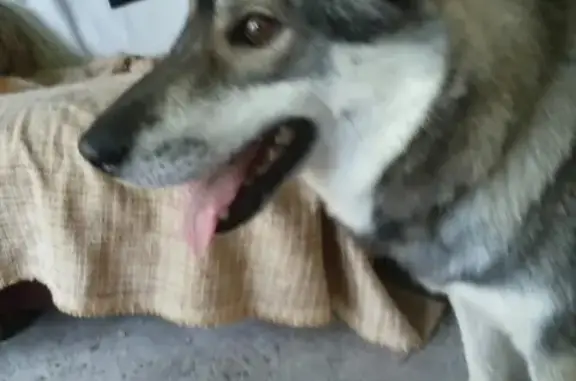 Пропала собака в Тихорецке, лайка, вознаграждение.