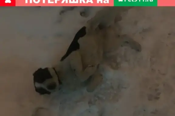 Найдена собака на ул. Псковская 10к1
