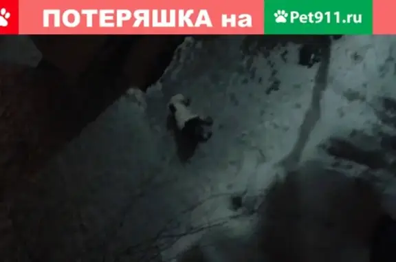 Найдена собака на ул. Бульвар Плеханова, 56 школа