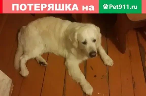 Пропала собака породы золотистый ретривер по адресу ул. Ленина, Кемерово.