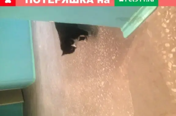 Найден котенок на ул. Алёши Тимошенкова, 115