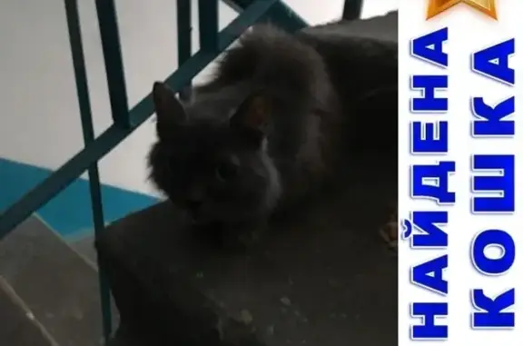 Найдена кошка в Кургане возле ТЦ Пушкинский