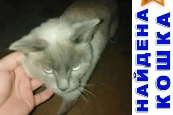 Найдена кошка на ул. Дружбы в Кургане