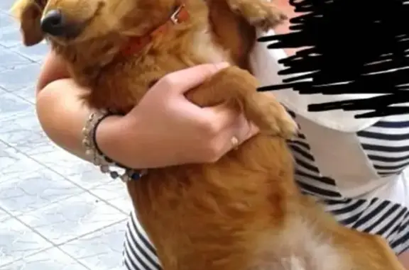 Пропала собака в Таганроге: помогите найти!