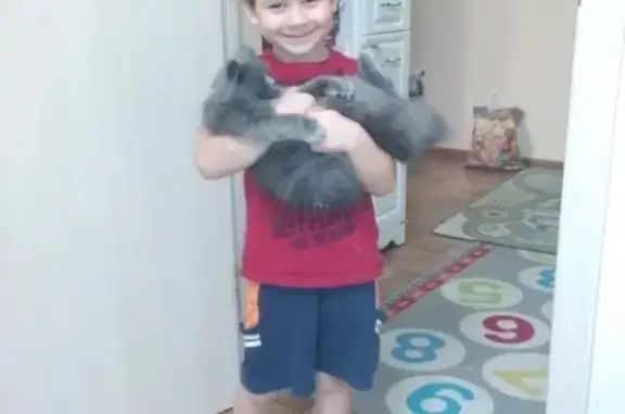 Кошки потеряшки, Новосибирск, фото: Потеряшка кошка Муся в Новосибирске