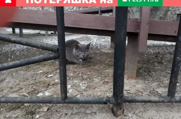 Найдена серо-белая кошка на ул. Маршала Новикова, СПб
