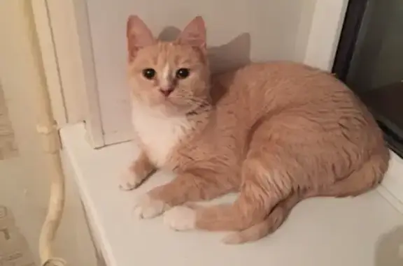 Кошки потеряшки, Новосибирск, фото: Потеряшка кошка на Троллейной, 14