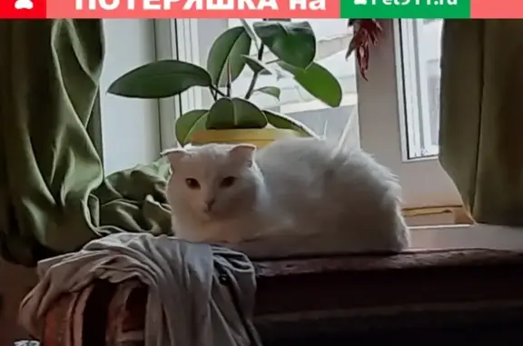 Кошки потеряшки, Новосибирск, фото: Потеряшка кошка Цунами на ул. Спринтерская в Новосибирске