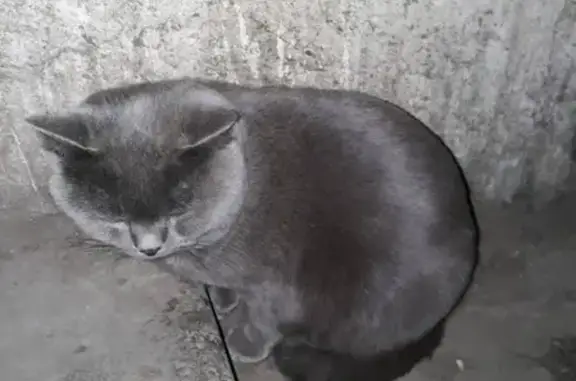 Найдена кошка в районе рынка «Горняк» (г. Караганда)