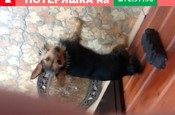 Найдена собака в Бунырево-Мясоедово без ошейника