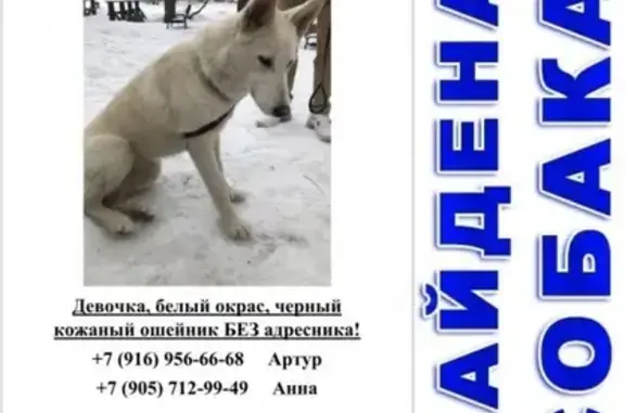Найдена собака в парке Крылатское, Москва